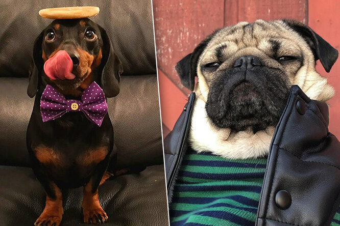 Гав-гав и фото: 10 Instagram-страничек* очень милых собак