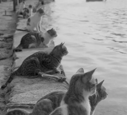 Коты ждут возвращения рыбаков