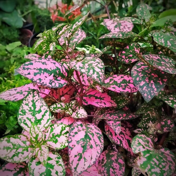 Aglaonema/фото из открытых источников Aglaonema/фото из открытых источников