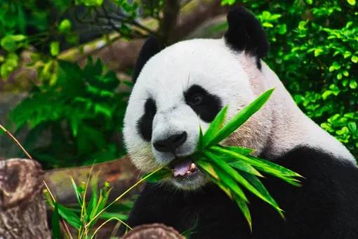 Китайский тест на деменцию: какая из этих панд на картинке отличается от других?