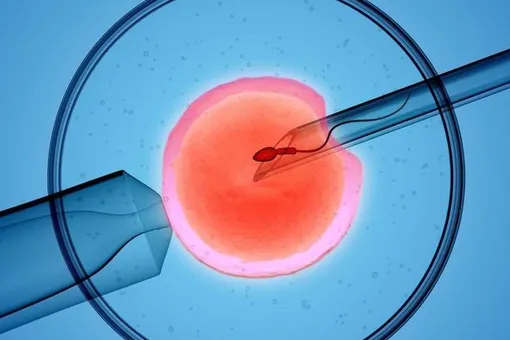 Ученые придумали тест на определение уровня интеллекта у эмбриона при ЭКО