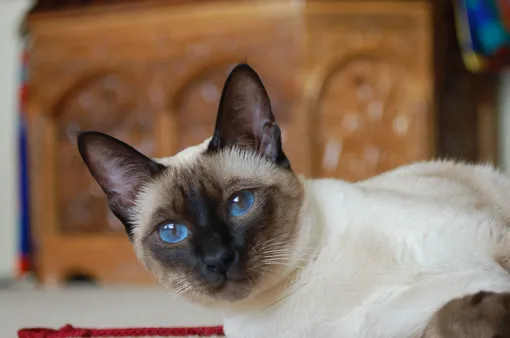 Породы кошек с голубыми глазами:тайская кошка