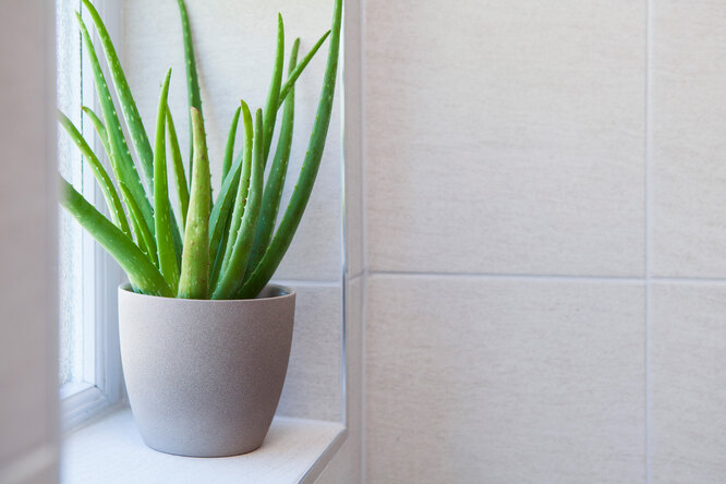 Aloe Vera