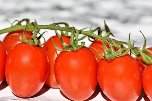 Штамбовые томаты обычно высаживают в открытый грунт