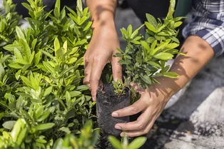 Эксперт или дилетант: знаете, как правильно сажать садово-огородные культуры? Тест