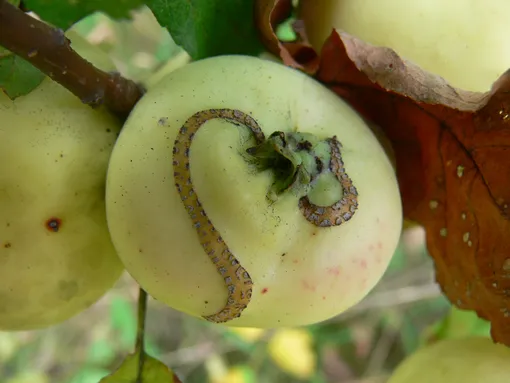 Борьба с болезнями и вредителями плодовых деревьев