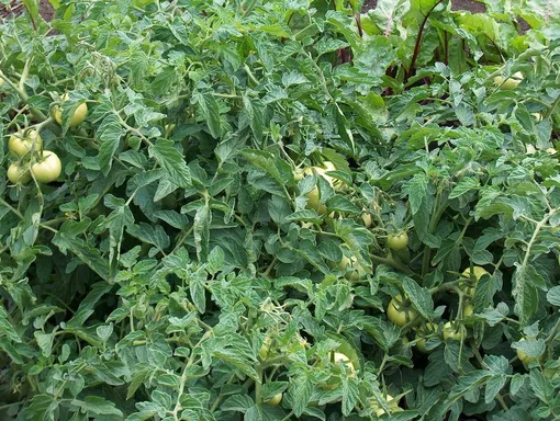 томаты на грядке растут плотно, без достаточного расстояния друг от друга