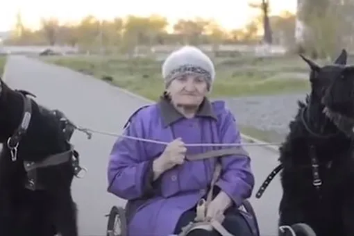 Ей 79 лет, и она разъезжает по городу на собаках