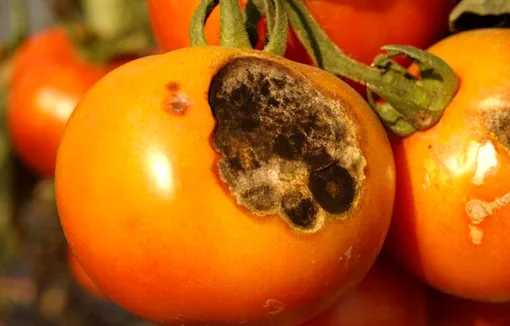 Народные средства от фитофторы на помидорах