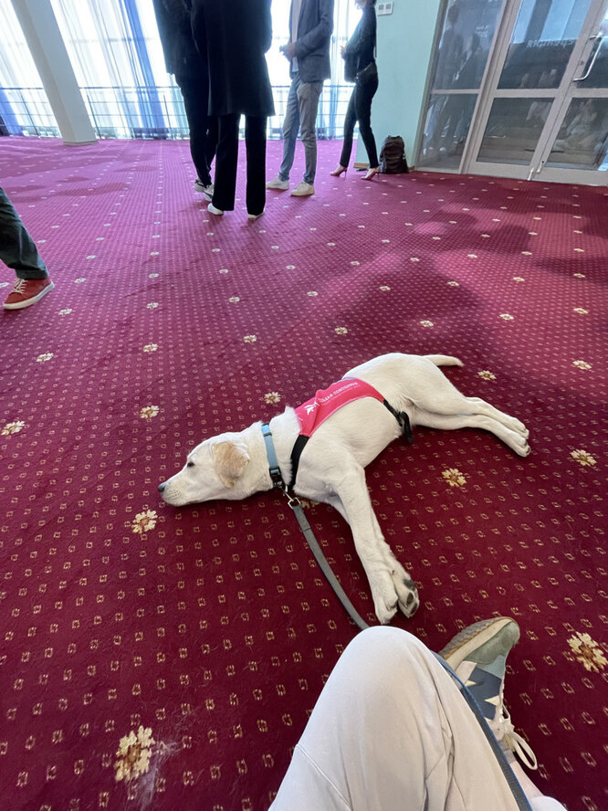 Как воспитывают собаку-поводыря, можно ли взять щенка напрокат ...