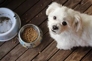 Можно ли кормить маленькую собаку кормом для крупных и больших пород
