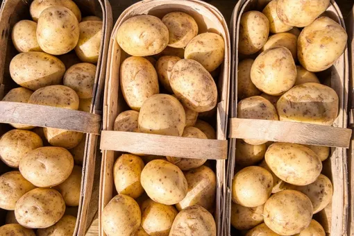 Вырастить крупный урожай картофеля можно при помощи метода Ушакова