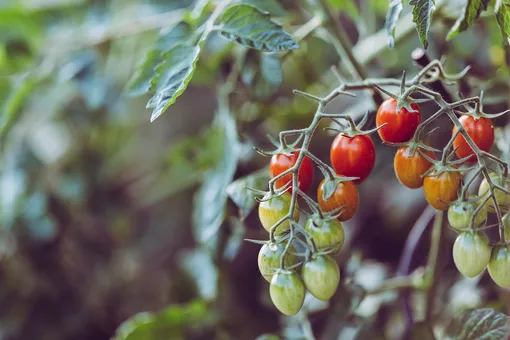 Выпускается специальный Фитоспорин для томатов