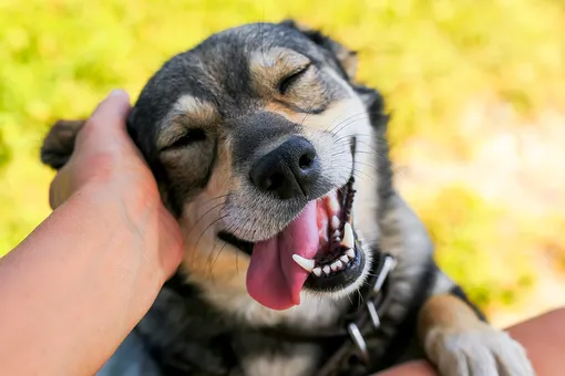 Что означает улыбка собаки и умеют ли псы улыбаться