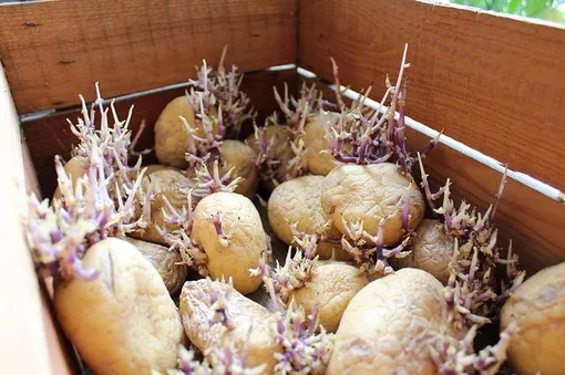 Чтобы получить хороший урожай вкусного картофеля, клубни надо заранее прорастить