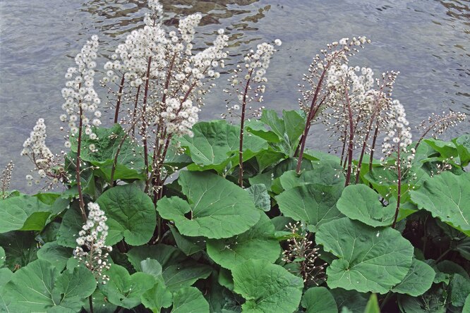 Butterbur – popis, pěstování, foto