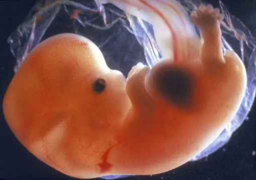Особенности развития эмбриона на 6-й неделе беременности