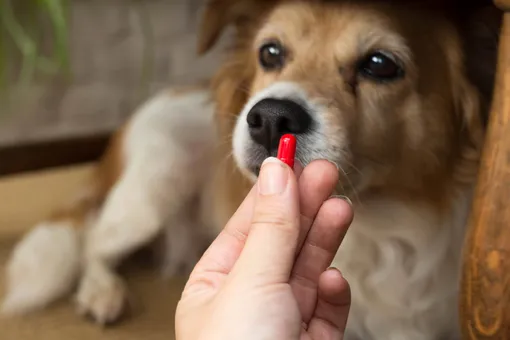 Таблетки от клещей для собак и кошек начинают действовать через час после применения.