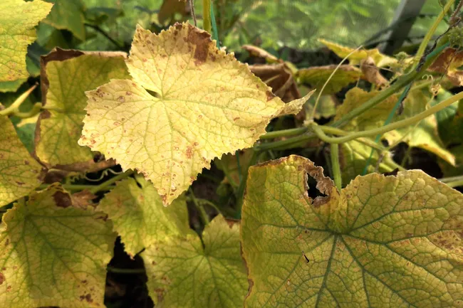 Листья огурцов желтеют, покрываются белыми пятнами или увядают? Определяем проблему и срочно спасаем урожай!