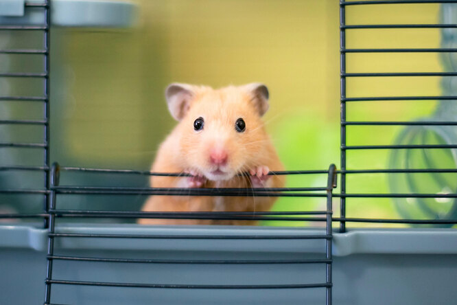 Почему хомяки грызут прутья своей клетки - готовка побега или снятие стресса? Почему хомяки грызут прутья своей клетки: готовка побега или снятие стресса?