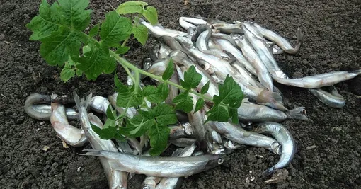 Рыбные отходы могут быть очень полезны, как удобрение для растений