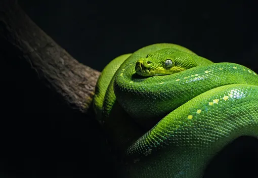 Сонник Миллера: видеть змею во сне предвещает предательство или обман со стороны близких