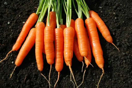 Как посадить морковь под зиму: пошаговая инструкция