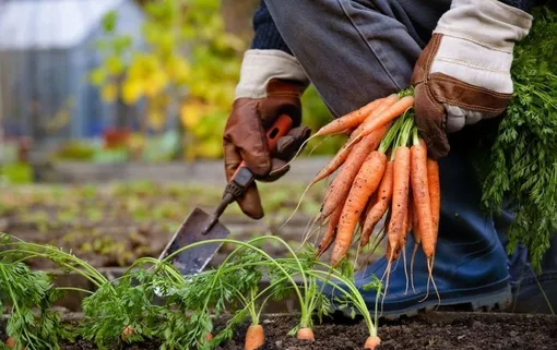 Сроки уборки ранних сортов моркови