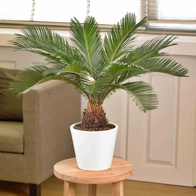 Péče o palmy Cycas doma