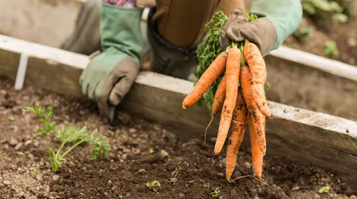 Как правильно посадить морковь под зиму: пошаговая инструкция