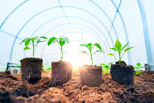 Земля для рассады: как приготовить правильный и питательный грунт для молодых растений