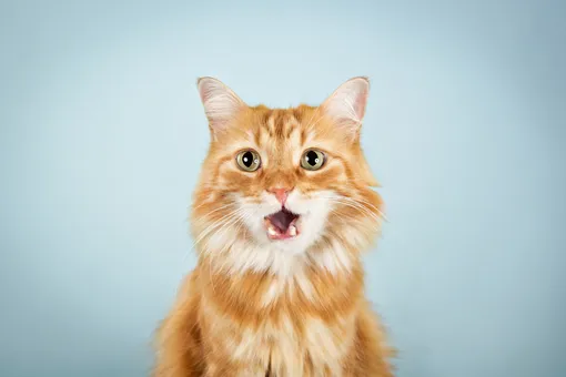 «Я и спеть смогу, и сплясать смогу»: 7 самых шумных пород кошек