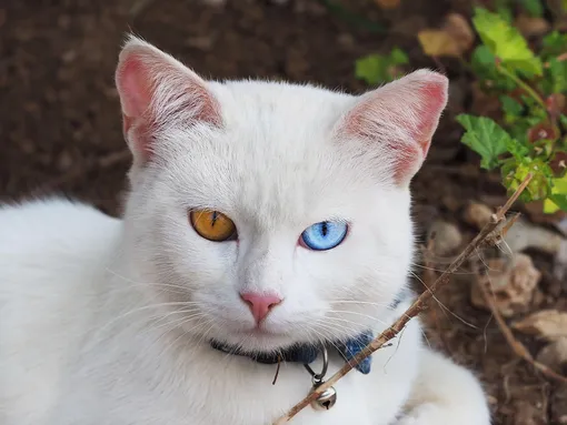 Кошки с голубыми глазами: као-мани