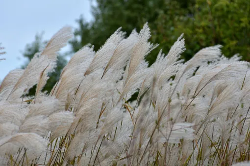 Пампасная трава: особенности выращивания и подготовки к зиме