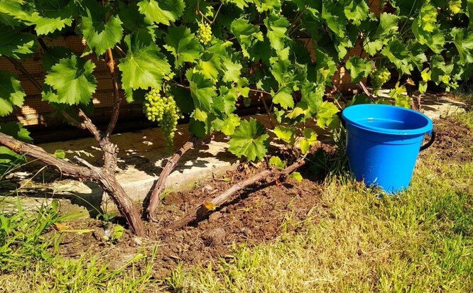 Уход за виноградом осенью после сбора урожая: 5 губительных ошибок