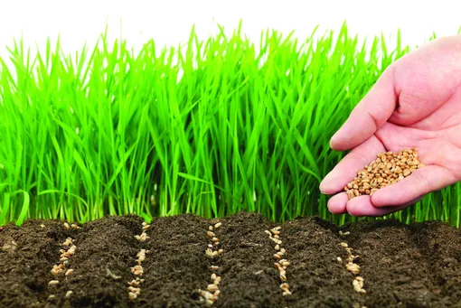 Восстановление плодородности почвы с помощью сидератов