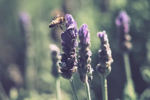 «Конвейер цветущих растений»: как привлечь пчёл в сад ранней весной