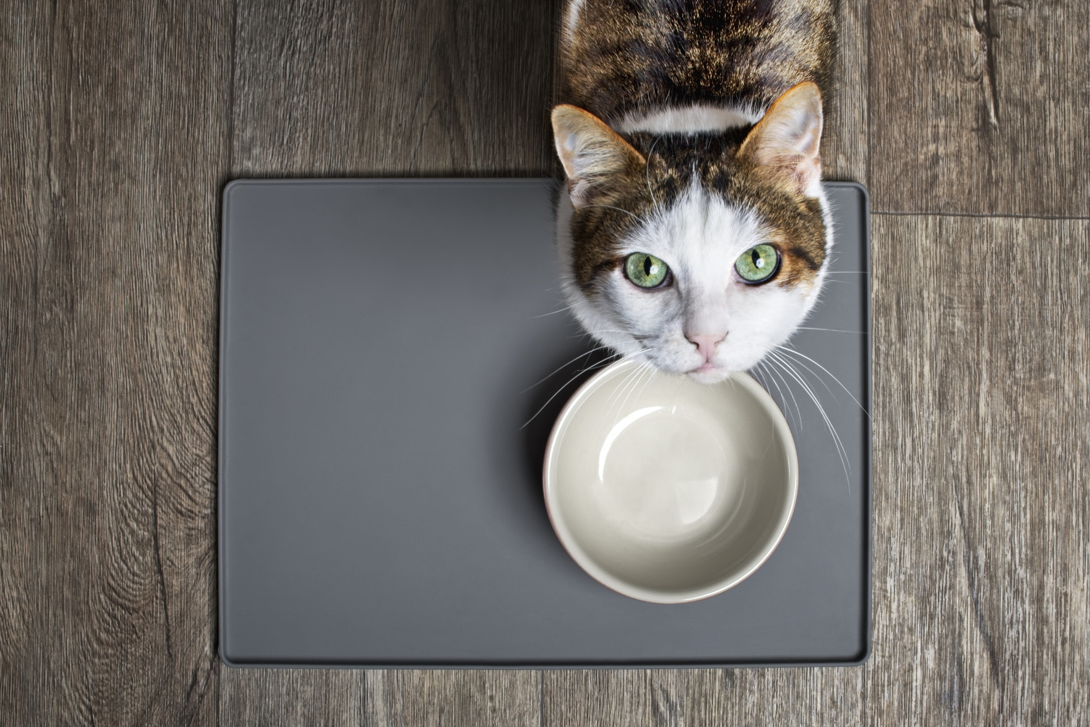 Чем нельзя кормить кошек: продукты со стола, опасные для кошек