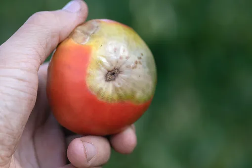 К загниванию помидоров зачастую приводит несоблюдение агротехнических условий.