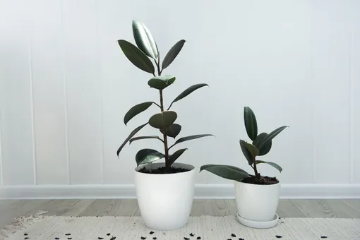 Фикус каучуконосный — растение для дома и офиса