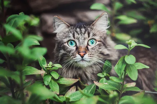 Мать-нахалка: кошка выгнала из гнезда птиц, чтобы заселить туда своих котят