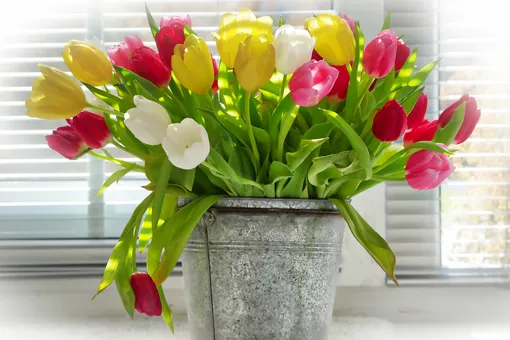 тюльпаны, тюльпаны в вазе, весенние цветы, букет тюльпанов