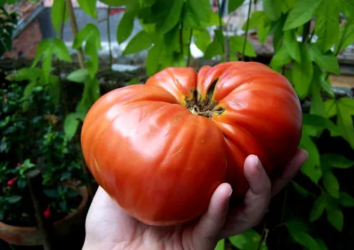Крупноплодный томат Бердский крупный