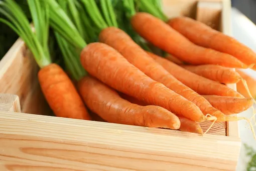 Условия успешного хранения моркови