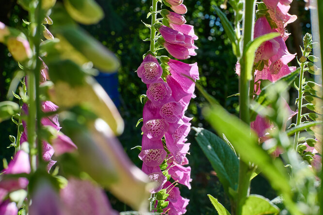 Digitalis purpurea