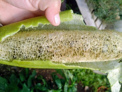 Как выращивать луффу: секреты успешного выращивания тыквы-мочалки