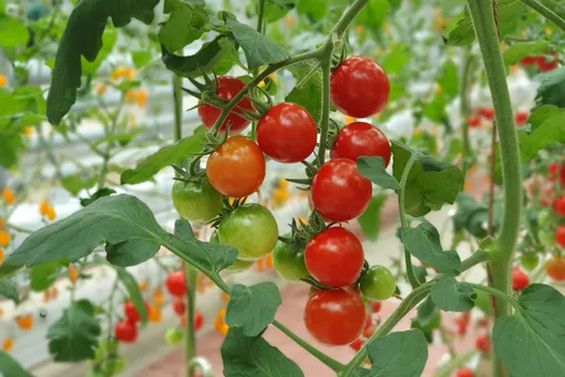 Замочите семена томатов и огурцов в этом растворе: урожай будет вдвое богаче