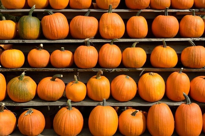 Как дозревает тыква после снятия с грядки?