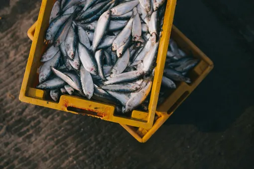 Посещение рыбного рынка во сне предвещает достаток и радостные события