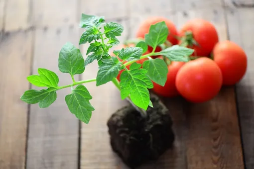 Правила внесения твёрдых удобрений для подкормки томатов